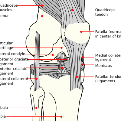 658px-Knee_diagram.svg_