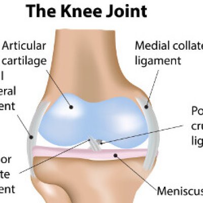 knee_joint_350x250